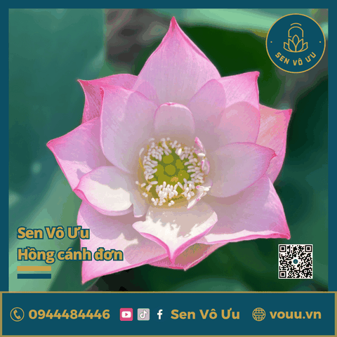 Giống sen Vô Ưu hồng cánh đơn | Sen Vô Ưu