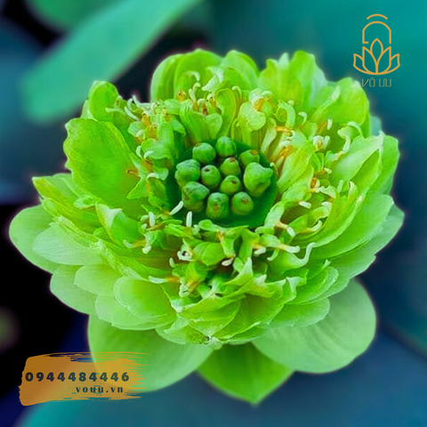 Củ giống sen xanh R4
