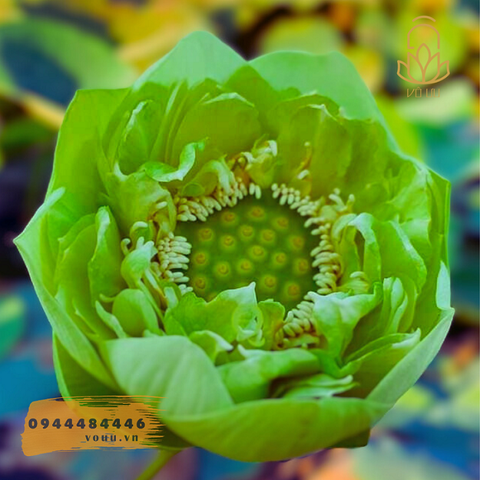 Củ giống sen xanh R4