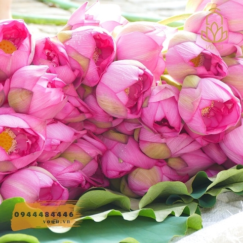 Trà búp sen Tây Hồ đặc biệt | Sen Vô Ưu