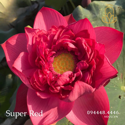 Củ giống Super Red