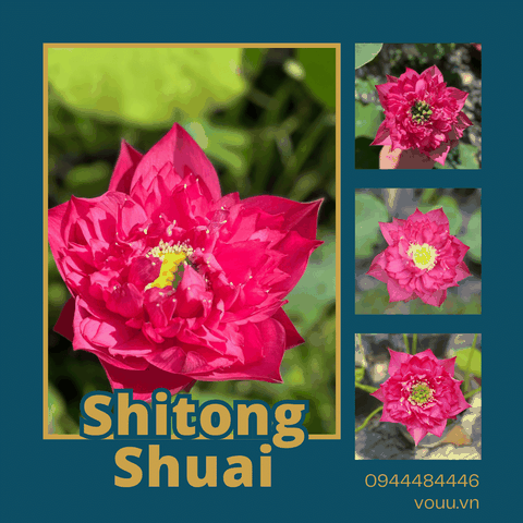 Củ sen giống Shitong Shuai | Sen Vô Ưu