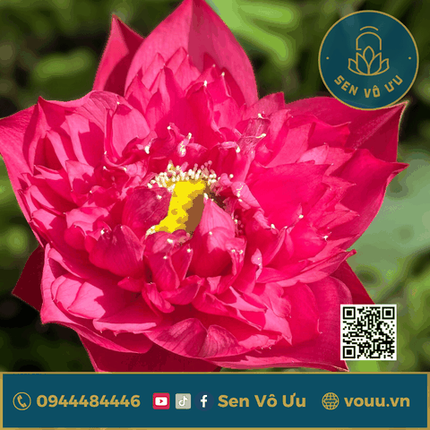 Củ sen giống Shitong Shuai | Sen Vô Ưu