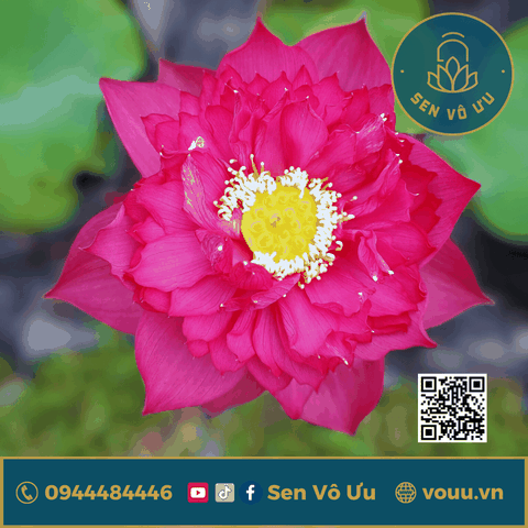 Củ sen giống Shitong Shuai | Sen Vô Ưu