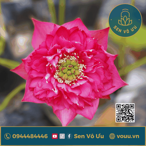 Củ sen giống Shitong Shuai | Sen Vô Ưu