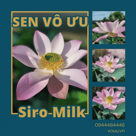 Củ sen giống Siro Milk | Sen Vô Ưu