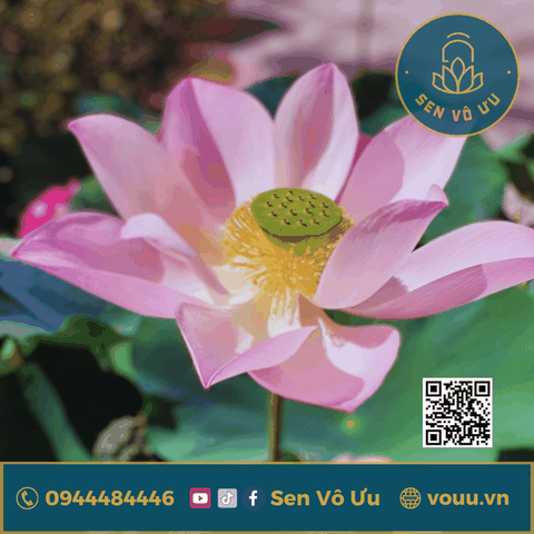 Củ sen giống Siro Milk | Sen Vô Ưu