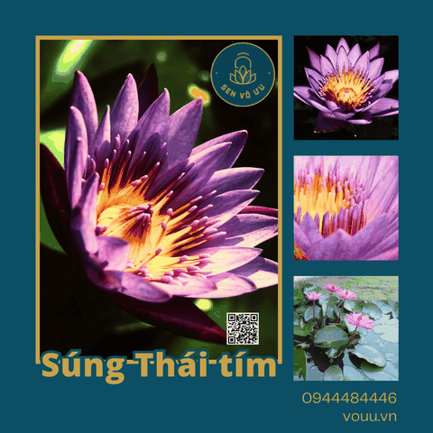 Giống hoa súng Thái màu tím siêu hoa | Sen Vô Ưu