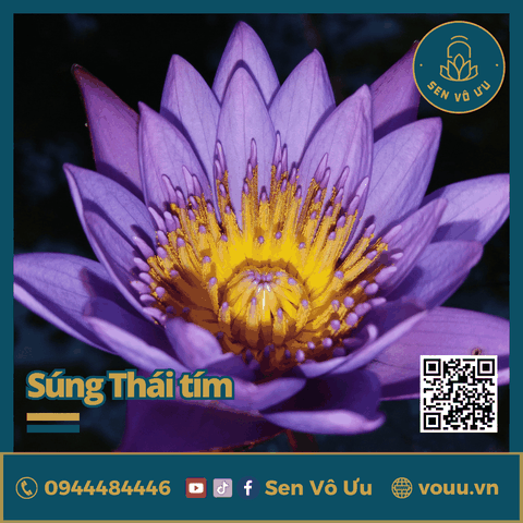 Giống hoa súng Thái màu tím siêu hoa | Sen Vô Ưu