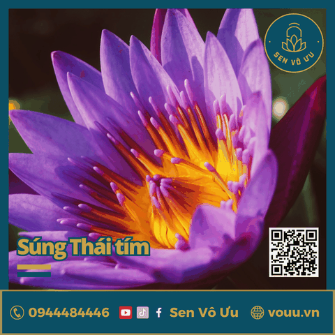 Giống hoa súng Thái màu tím siêu hoa | Sen Vô Ưu
