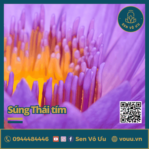 Giống hoa súng Thái màu tím siêu hoa | Sen Vô Ưu