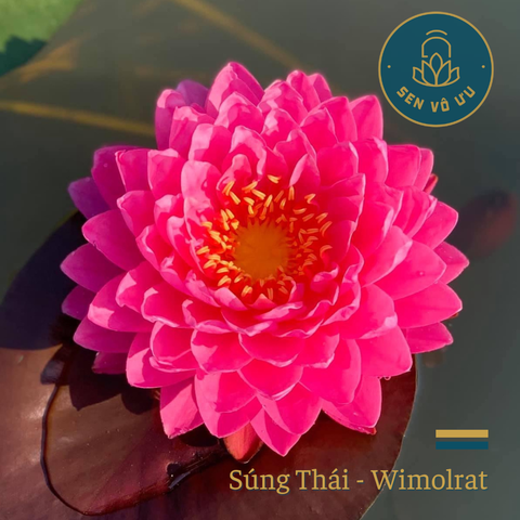 Giống hoa súng Wimolrat | Sen Vô Ưu