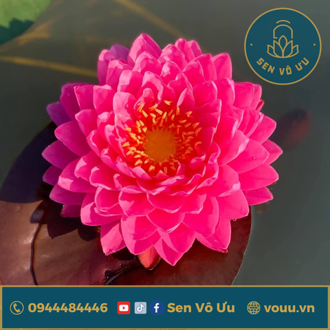 Giống hoa súng Wimolrat | Sen Vô Ưu