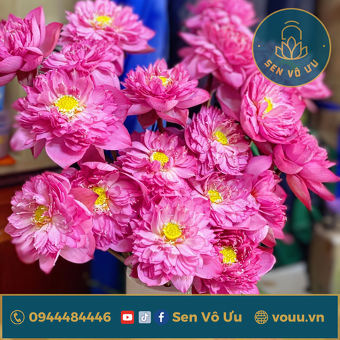 Củ giống sen Super Pink | Sen Vô Ưu