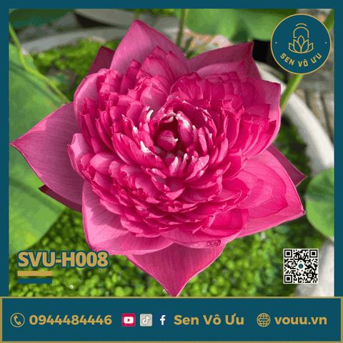 Củ giống sen Super Pink | Sen Vô Ưu