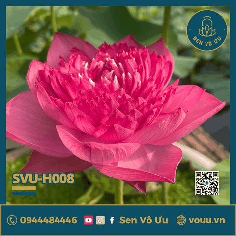 Củ giống sen Super Pink | Sen Vô Ưu