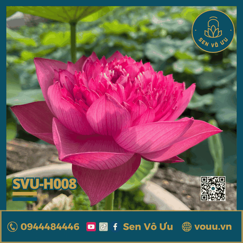 Củ giống sen Super Pink | Sen Vô Ưu