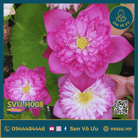 Củ giống sen Super Pink | Sen Vô Ưu