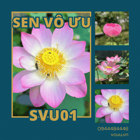 Củ sen giống Vô Ưu SVU01 | Sen Vô Ưu
