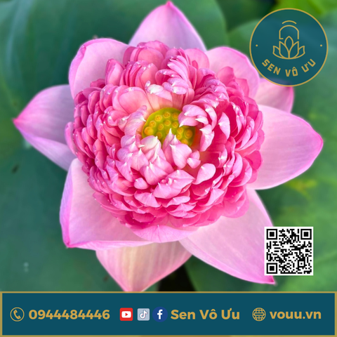 Củ giống Táo hồng - Pink Apple lotus