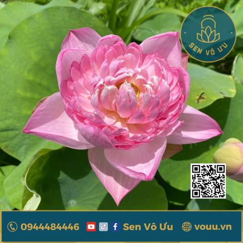 Củ giống Táo hồng - Pink Apple lotus