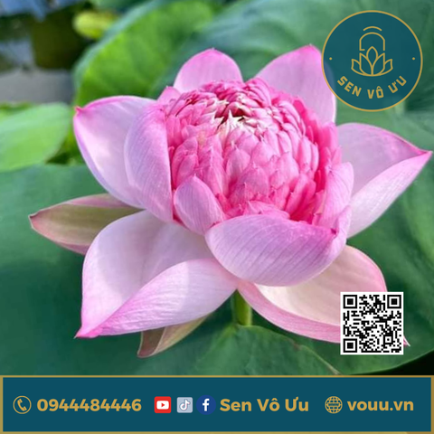 Củ giống Táo hồng - Pink Apple lotus