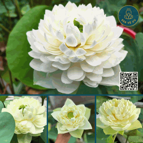 White Apple -Táo trắng