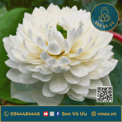 White Apple -Táo trắng