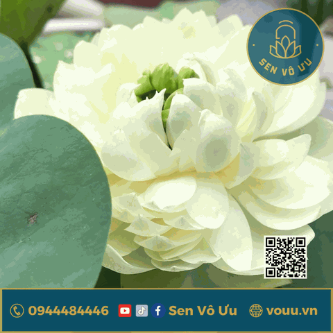 White Apple -Táo trắng