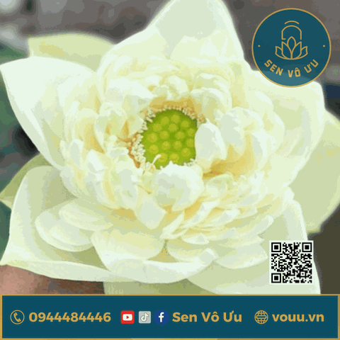 White Apple -Táo trắng