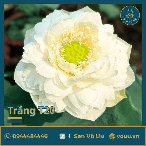 Giống sen trắng SVU-T20 | Sen Vô Ưu