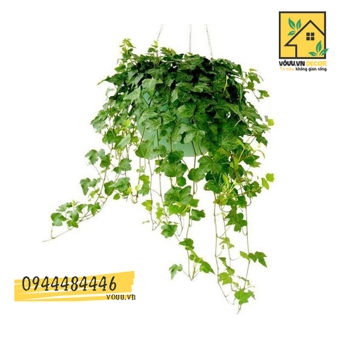 Cây thường xuân