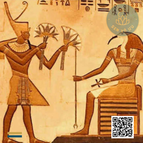 Trà hoa súng | Trà sen xanh Ai Cập | Sen Vô Ưu