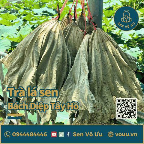 Trà lá sen | Lá sen khô giảm cân | Sen Vô Ưu