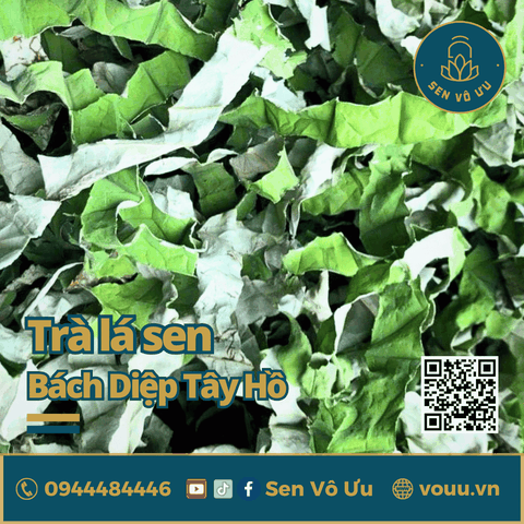 Trà lá sen | Lá sen khô giảm cân | Sen Vô Ưu