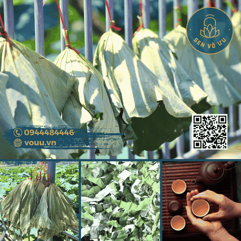 Trà lá sen | Lá sen khô giảm cân | Sen Vô Ưu