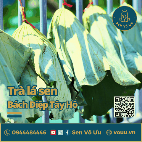 Trà lá sen | Lá sen khô giảm cân | Sen Vô Ưu