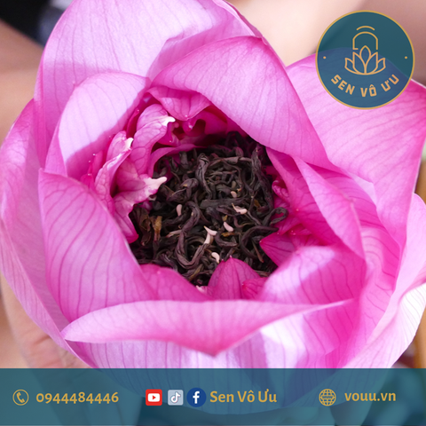 Trà ướp bông sen tươi Bách Diệp Tây Hồ | Sen Vô Ưu