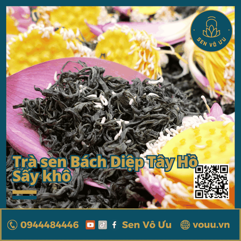 Trà ướp búp sen Tây Hồ sấy khô | Sen Vô Ưu