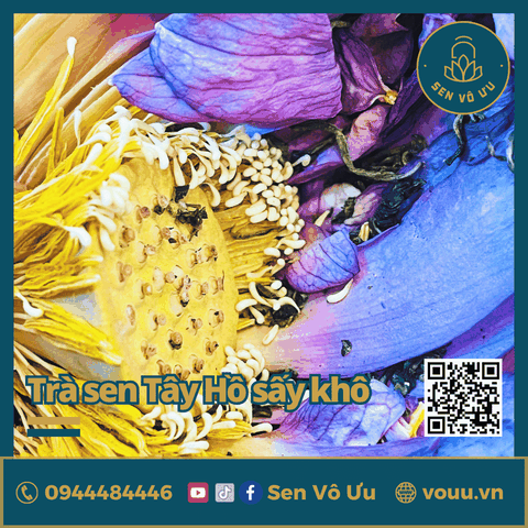 Trà ướp búp sen Tây Hồ sấy khô | Sen Vô Ưu