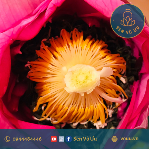 Trà búp sen Tây Hồ đặc biệt | Sen Vô Ưu