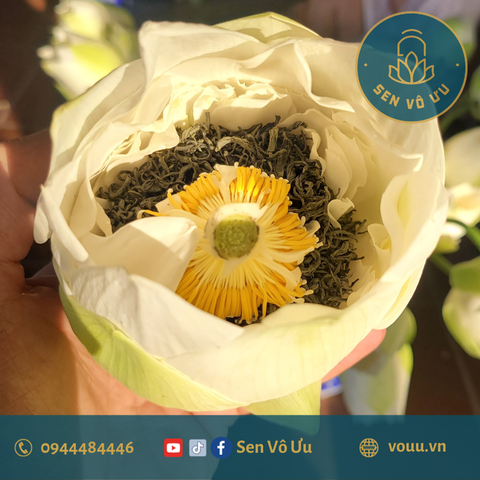 Trà ướp sen Bạch Liên | Sen Vô Ưu