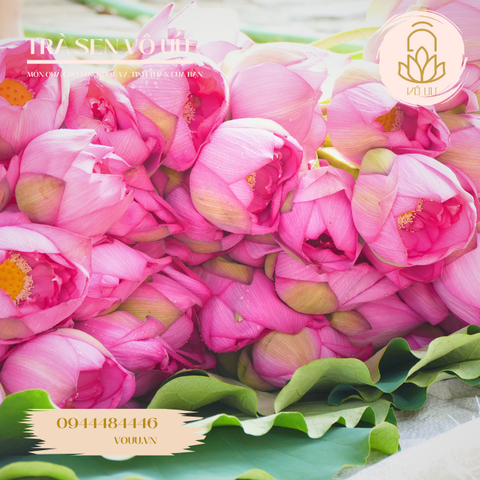 10 bông trà ướp bông sen Hồ Tây | Sen Vô Ưu