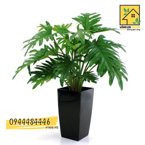 Cây trầu bà lá xẻ