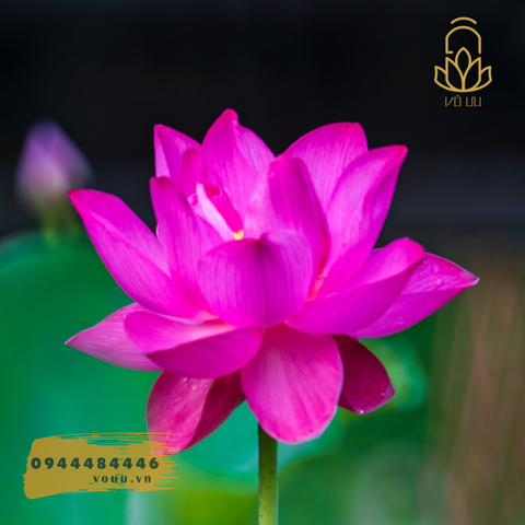 Củ giống Tứ Thời hồng