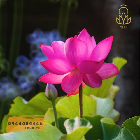 Củ giống Tứ Thời hồng