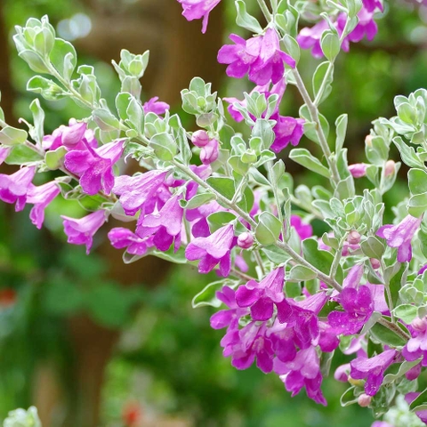 Cây tuyết sơn phi hồng