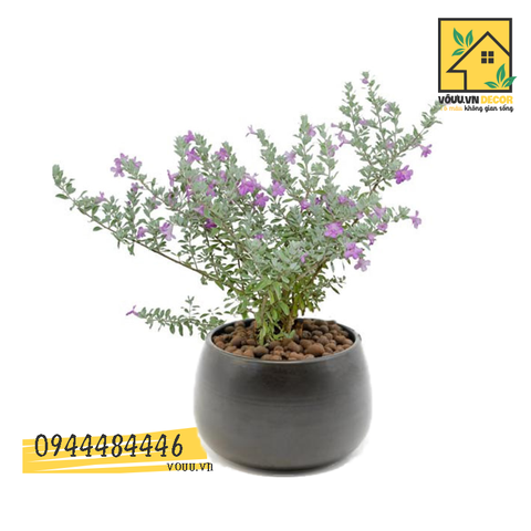 Cây tuyết sơn phi hồng