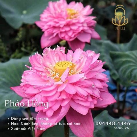 Củ giống Pháo Hồng