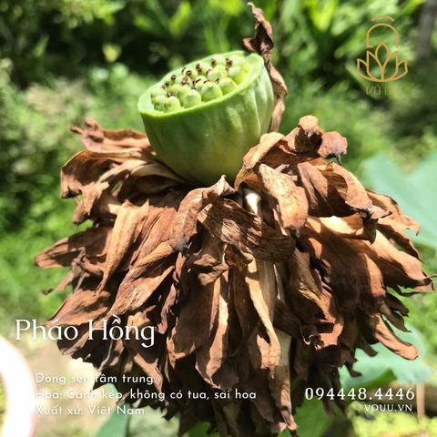 Củ giống Pháo Hồng